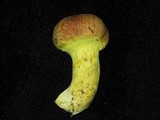 Pulveroboletus ravenelii image