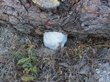 Reticularia lycoperdon image