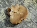 Osteina obducta image