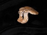 Osteina obducta image