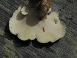Osteina obducta image