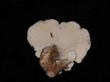 Osteina obducta image
