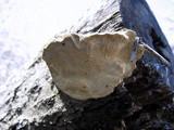 Trametes cubensis image