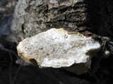 Trametes cubensis image
