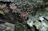 Arcyria cinerea image