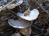 Trametes cubensis image