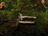 Hygrophorus olivaceoalbus image