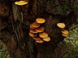 Kuehneromyces mutabilis image