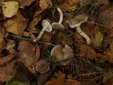 Tricholoma scalpturatum image