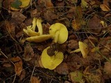 Tricholoma frondosae image