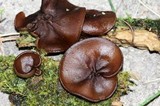 Pachyella clypeata image