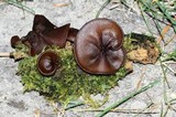 Pachyella clypeata image