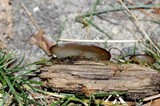 Pachyella clypeata image