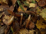Cortinarius trivialis image