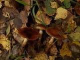 Cortinarius trivialis image