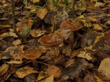 Cortinarius trivialis image