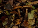 Cortinarius trivialis image