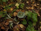 Stropharia caerulea image