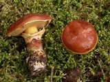 Suillus grevillei image
