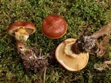 Suillus grevillei image