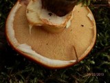 Suillus grevillei image