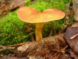 Tricholomopsis flammula image