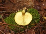 Tricholomopsis flammula image