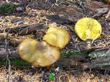 Tricholomopsis decora image