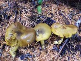 Tricholomopsis decora image