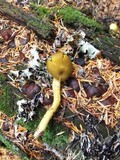 Tricholomopsis decora image