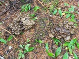 Lyophyllum decastes image
