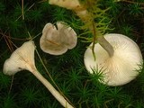 Cantharellula umbonata image