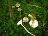Cantharellula umbonata image