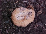 Abortiporus biennis image