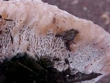 Abortiporus biennis image