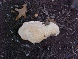 Abortiporus biennis image