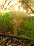 Ampulloclitocybe clavipes image