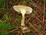 Ampulloclitocybe clavipes image