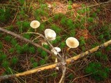 Ampulloclitocybe clavipes image