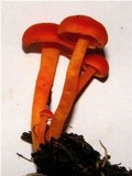 Hygrocybe miniata image