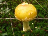 Amanita amerimuscaria image