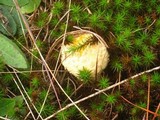 Amanita amerimuscaria image