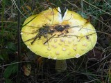 Amanita amerimuscaria image