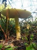 Amanita amerimuscaria image