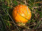 Amanita amerimuscaria image