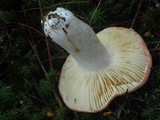 Russula cessans image