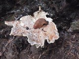 Bondarzewia occidentalis image