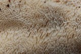 Bondarzewia occidentalis image