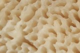 Bondarzewia occidentalis image