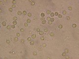 Bondarzewia occidentalis image